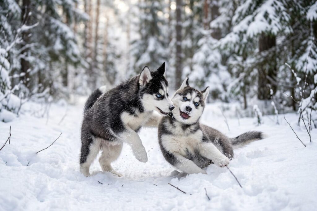 husky puppies​