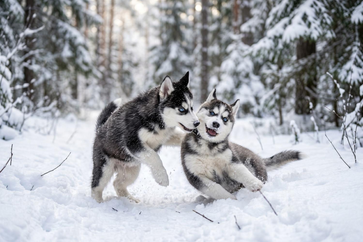 husky puppies​