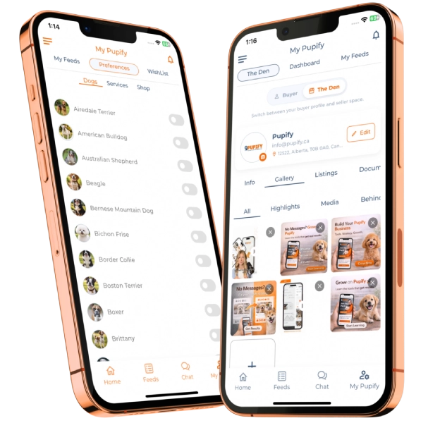 Browse puppy listings in the Pupify app