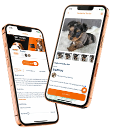 Browse puppy listings in the Pupify app