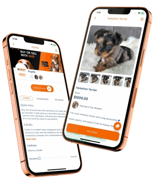 About Pupify